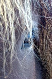 12/2-2012 Vores hjemmeside er nu opdateret med nye fotos af hestene. Snefotos er altid smukke. I dag tog jeg fotos af hestene i det skønneste røde lys... og det kan man sagtens se på de smukke dyr. 

Det går fint med alle... 

Der er 